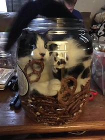 Guess these pretzels now belong to the cat