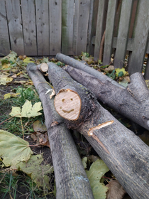 Guess this tree was happy to die