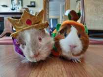 Guinea pigs ready for Trick Or Treating