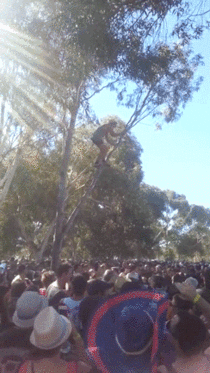 guy climbs tree at music festival the obvious ensues