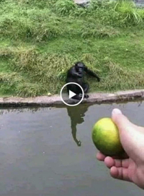 Guy plays April fools joke on a bunch of apes 