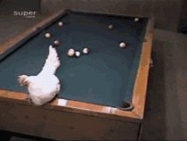 Guy plays Pool with his cock 