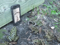 Guy plays video of worm on his phone frogs flock in mass