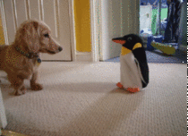 Guys Guys Run Theres a penguin in the house Guys