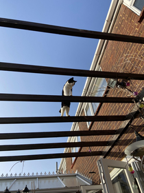 Had a BBQ today looked up and saw my cat staring at us