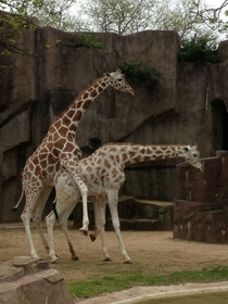 Had to give an impromptu birds and the bees talk to my yo at the zoo