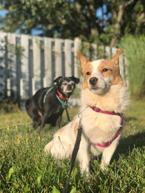 Had to take a pic of the little foster guy for his adoption family Oldie isnt very happy with him