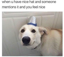 haha cute dogo