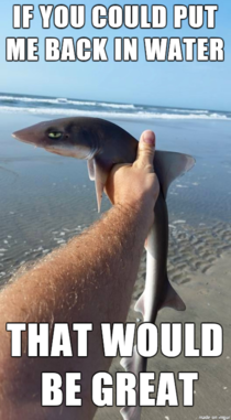 Haha sharks man