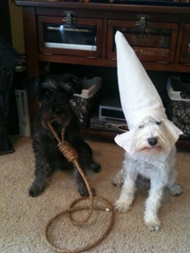 Halloween costumes for my dogs Im black feel free to laugh cause its a fuckin joke