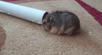 Hamster doesnt fit