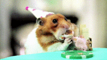 Hamster eating tiny cake