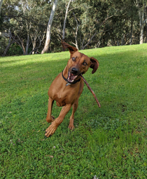 Happiness is a stick