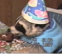 Happy birthday raccoon dude