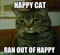 Happy cat not so happy