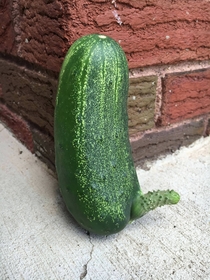Happy cucumber