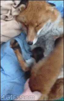 Happy fox wagging its tail