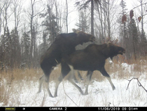 Happy Hunting Season - my dad found this on his trail cam