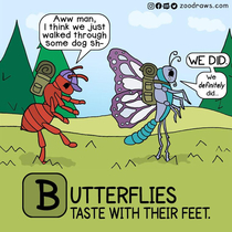 Happy Learn About Butterflies Day 