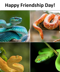 Happy snake day  Oops I meant