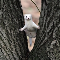 Happy white weasel jumping