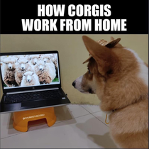 Hard working corgo