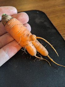 Harvested an interesting carrot today