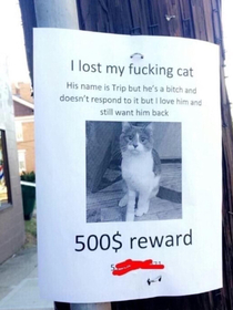 Has anyone seen this cat
