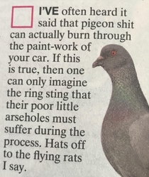 Hats off to the flying rRats