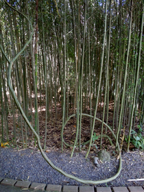 Have you ever encounter one of those blog and Facebook posts talking about how the bamboo is so great thanks to how strong and righteous it is Well I found this guy making its own counter culture