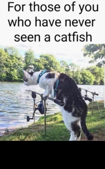 Have you ever seen a catfish