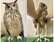 Have you ever seen an owls legs