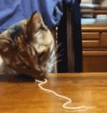 Have you ever wanted to see a cat eat a noodle