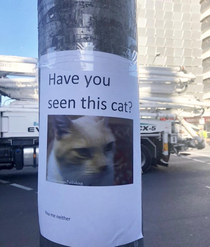 Have you seen this cat