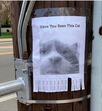 Have you seen this cat