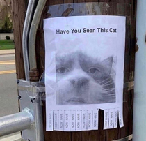 Have you seen this cat