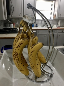 Have your bananas ever committed suicide