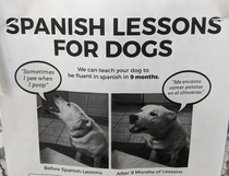 Have your dog learn a second language