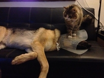 Having a cone collar fitted at the vet was bad enough then my dog had to come home to the cat