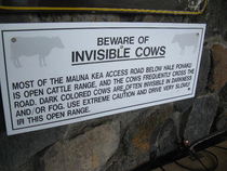 Hawaii Home of dangerous ghost cows