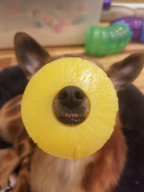 Hawaiian snoot