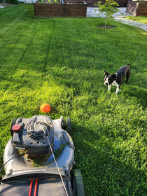 He drops his ball in front of the lawn mower so I have to pick it up and throw it