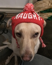 He escaped from the yard tonight I dont think hes very impressed with his new naughty hat