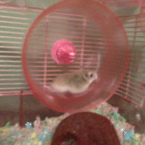 He forgot how to hamster