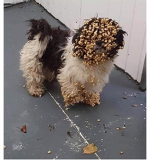 He found the Sugar Puffs