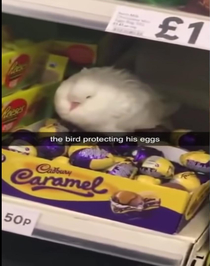 He got the wrong eggs