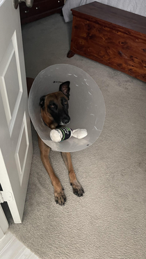 He has been using his cone to carry around his toys Dogs really do know how to best make lemonade out of lemons