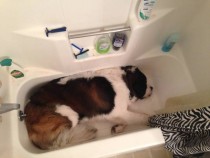 He hasnt even touched the expensive dog bed I baught him Instead he insists on sleeping in the bathtub