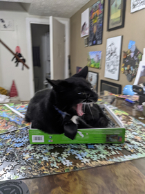 He is just TRYING to destroy the puzzle