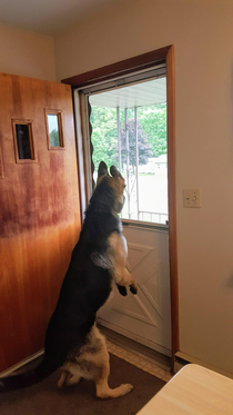 He is not allowed to put his paws on the screen door so this is what he does